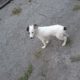 Dringend!! Hund sucht Mitfahrgelegenheit von Bulgarien/Pernik nach Deutschland
