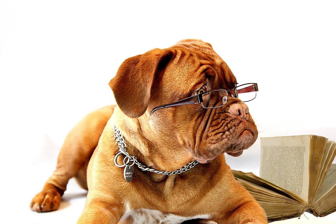Ein Hund mit Brille liegt auf einem offenen Buch.